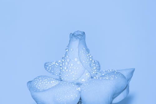 Light Blue Flower With Water Droplets