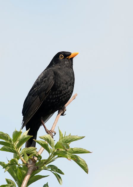 Free stock photo of bird, blackbird, branch
