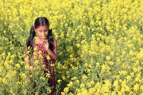 бесплатная Бесплатное стоковое фото с девочка, желтые цветы, запах Стоковое фото