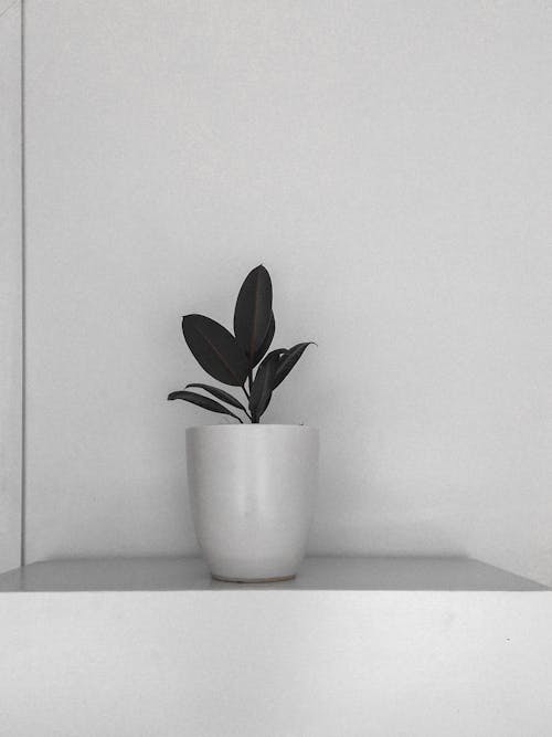 Photo of a Green Plant in a White Vase
