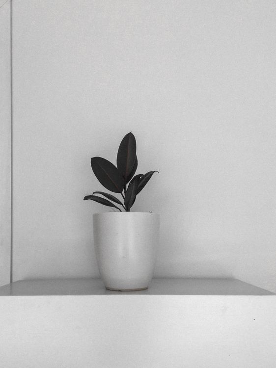 Photo of a Green Plant in a White Vase · Free Stock Photo