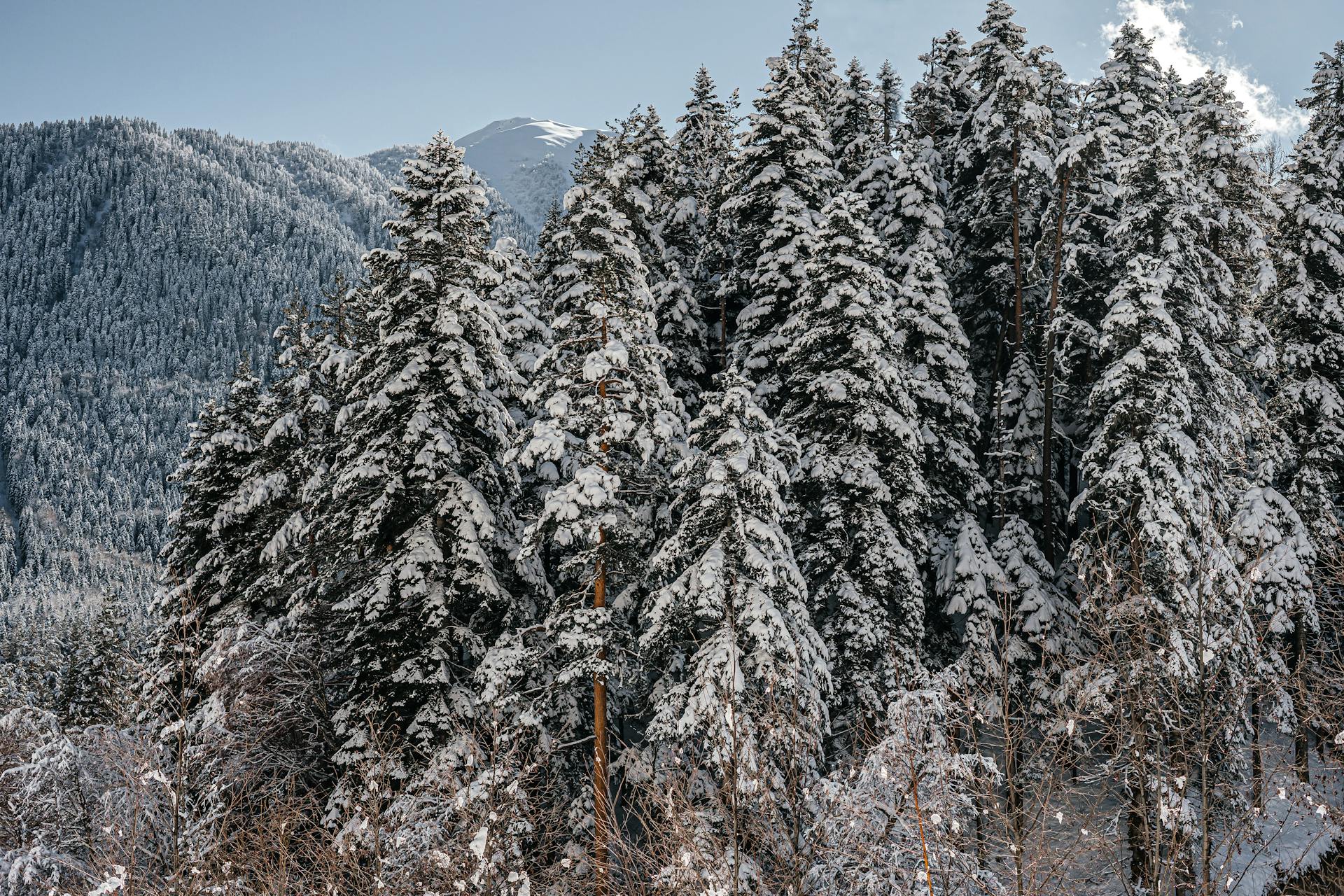 Breathtaking winter landscape of snow-covered trees and mountains in Архыз, Russia.