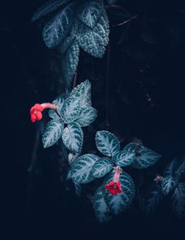 Close-up of delicate red flowers amidst bluish leaves creating a moody, artistic scene.