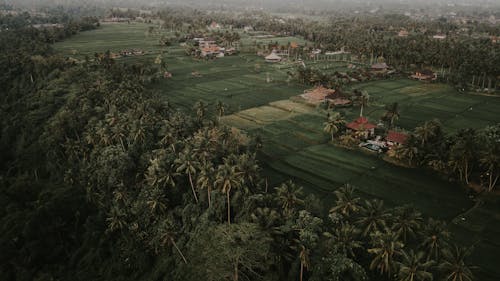 Free Aerial view of green plantations located near private houses and lush tropical forest Stock Photo