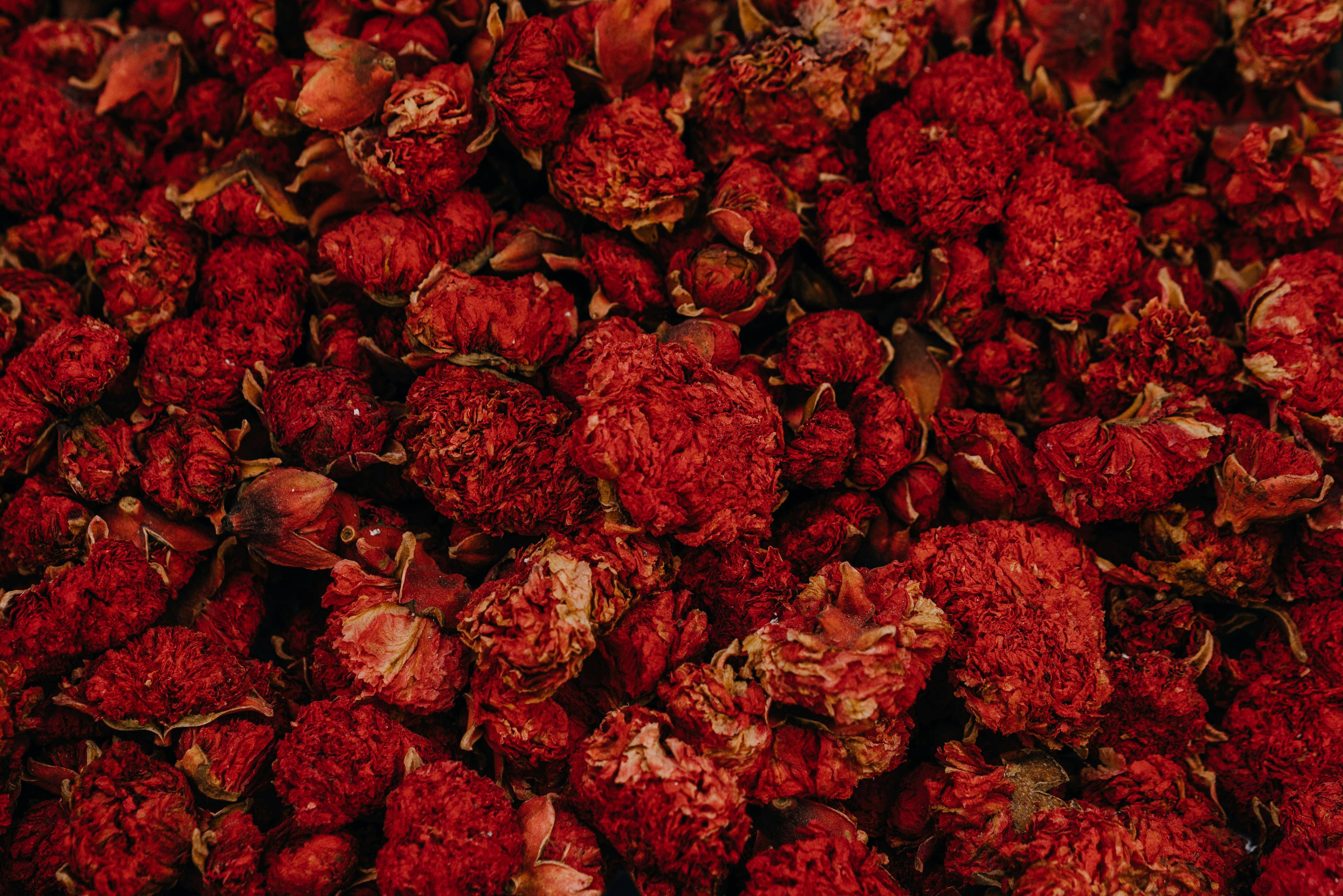 [ColoSach]-a-detailed-close-up-of-a-rich-abundance-of-dried-red-flowers-with-textured-petals.