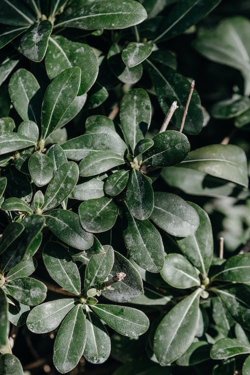 Close Up Photo of Green Plants