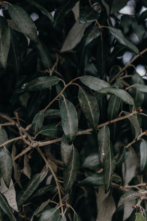 Free Detailed close-up of lush, dark green leaves on a tree branch, showcasing the natural texture and patterns. Stock Photo
