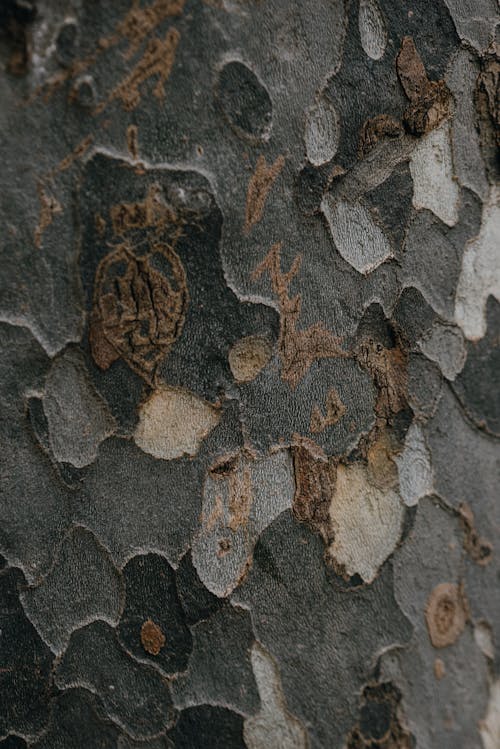 Close Up of Rock Texture
