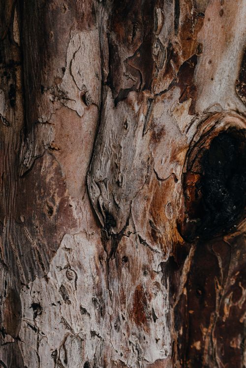 Free Detailed close-up of tree bark showcasing its natural texture and patterns, perfect for nature-themed projects. Stock Photo