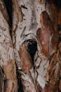 Brown Tree Trunk in Close Up Photography