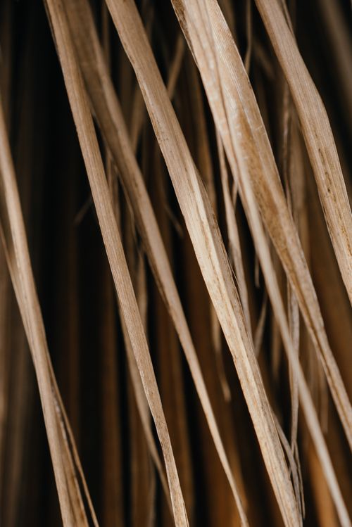 Free Detailed shot of dried palm leaves showing natural texture and earthy tones. Stock Photo