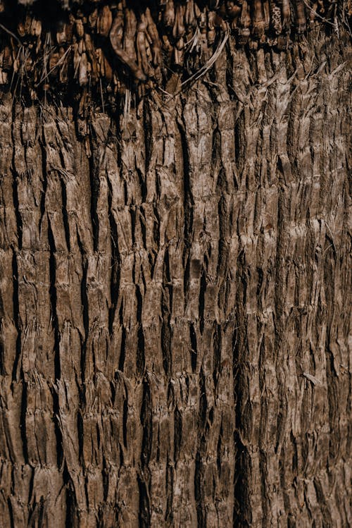 Brown Tree Trunk in Close Up Photography