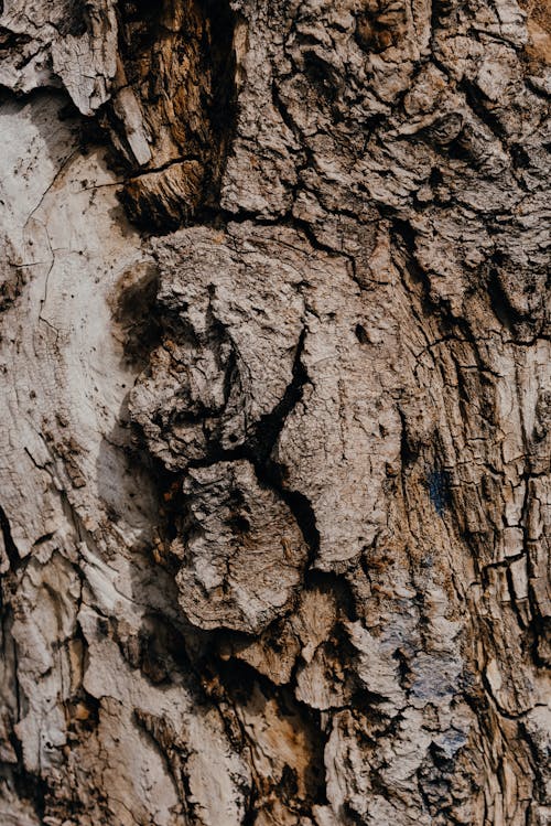 Brown Tree Trunk in Close Up Photography