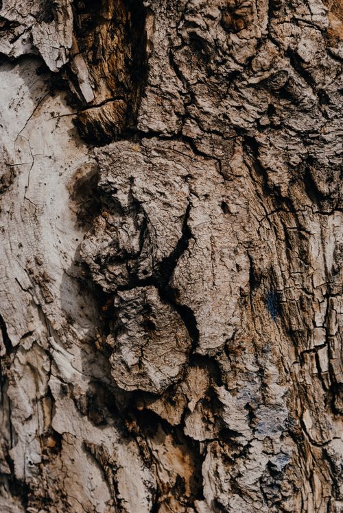 Free Detailed close-up texture of rugged tree bark showcasing natural patterns and earthy tones. Stock Photo