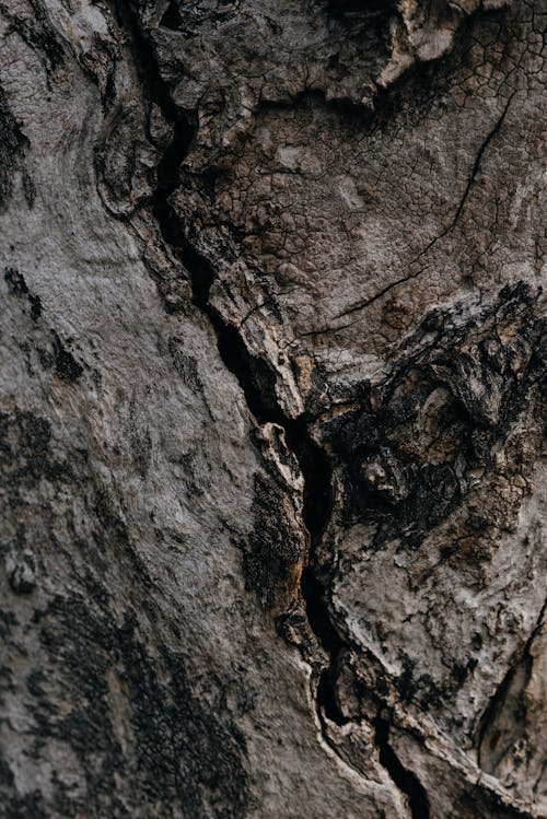 Brown Tree Trunk in Close Up Photography