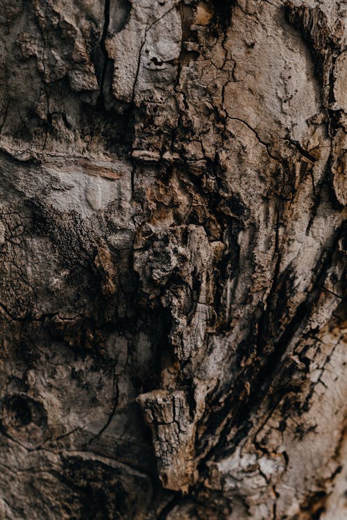 Brown Tree Trunk in Close Up Photography