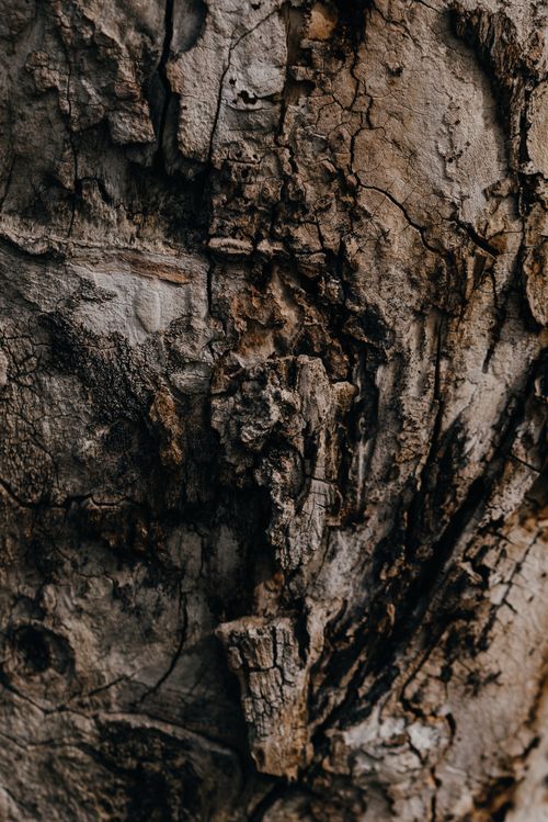 Free Detailed close-up of rugged tree bark texture showcasing natural patterns and weathering effects. Stock Photo