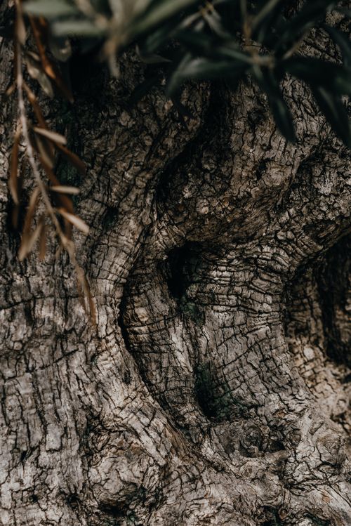 Free Intricate patterns of tree bark in a close-up view showcasing natural texture and detail. Stock Photo
