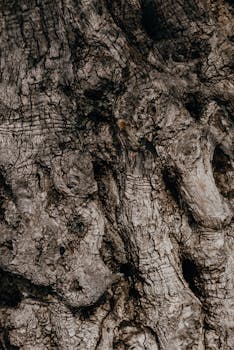 Detailed close-up of rough tree bark showcasing natural textures and patterns.
