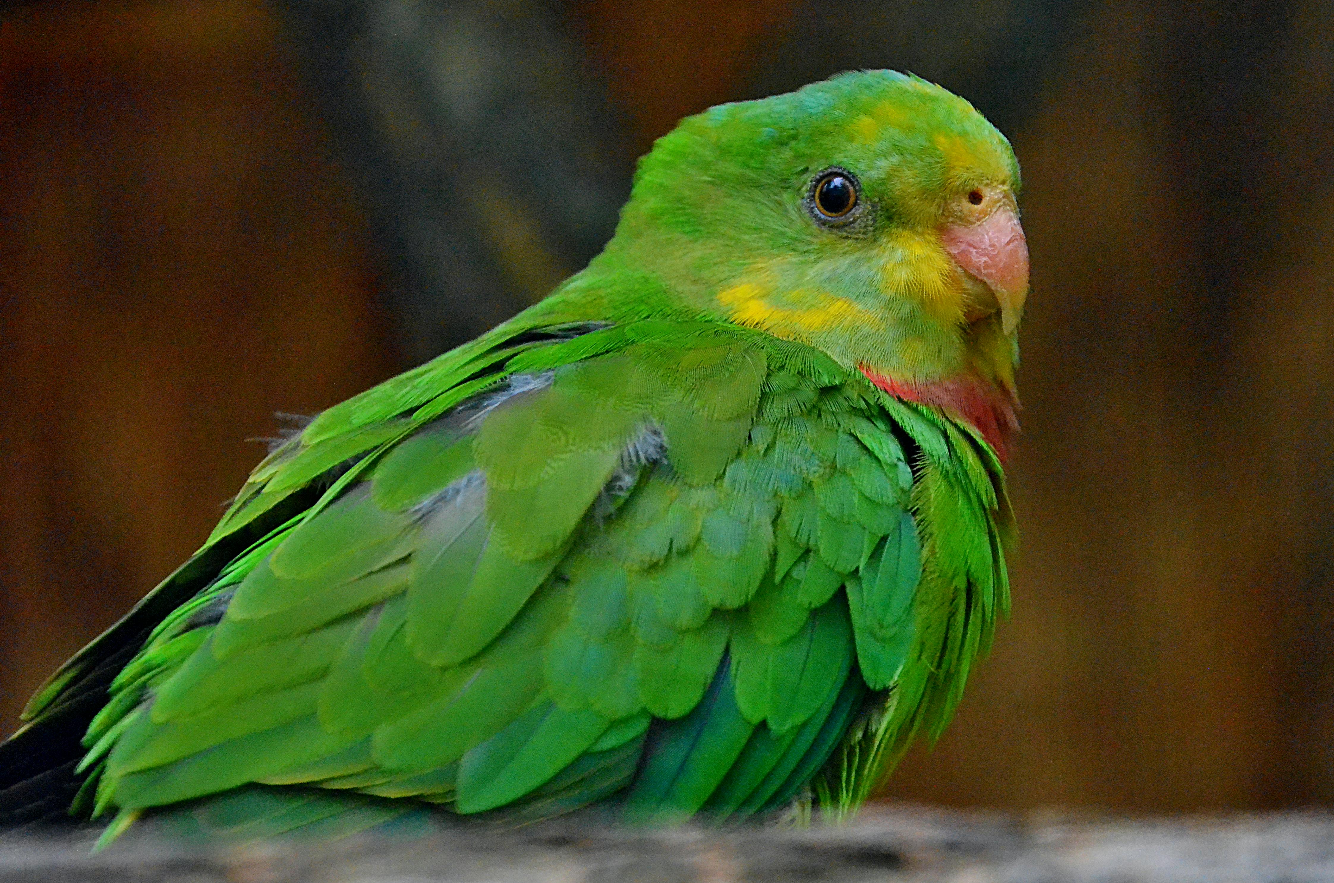 여성이 데드 버그 운동을 하는 모습