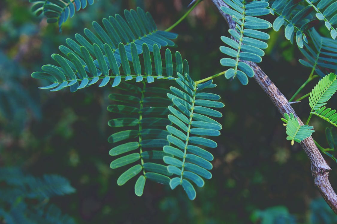 Free Selective Focus Photography of Green Fern Plant Stock Photo