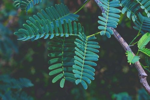 Free Vibrant green fern leaves captured in macro detail, highlighting natural beauty. Stock Photo