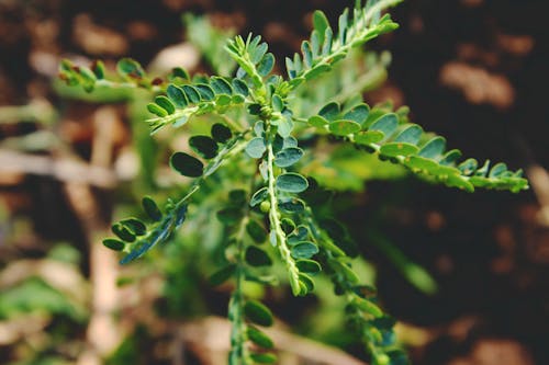 Free Shallow Focus Photography of Green Plant Stock Photo