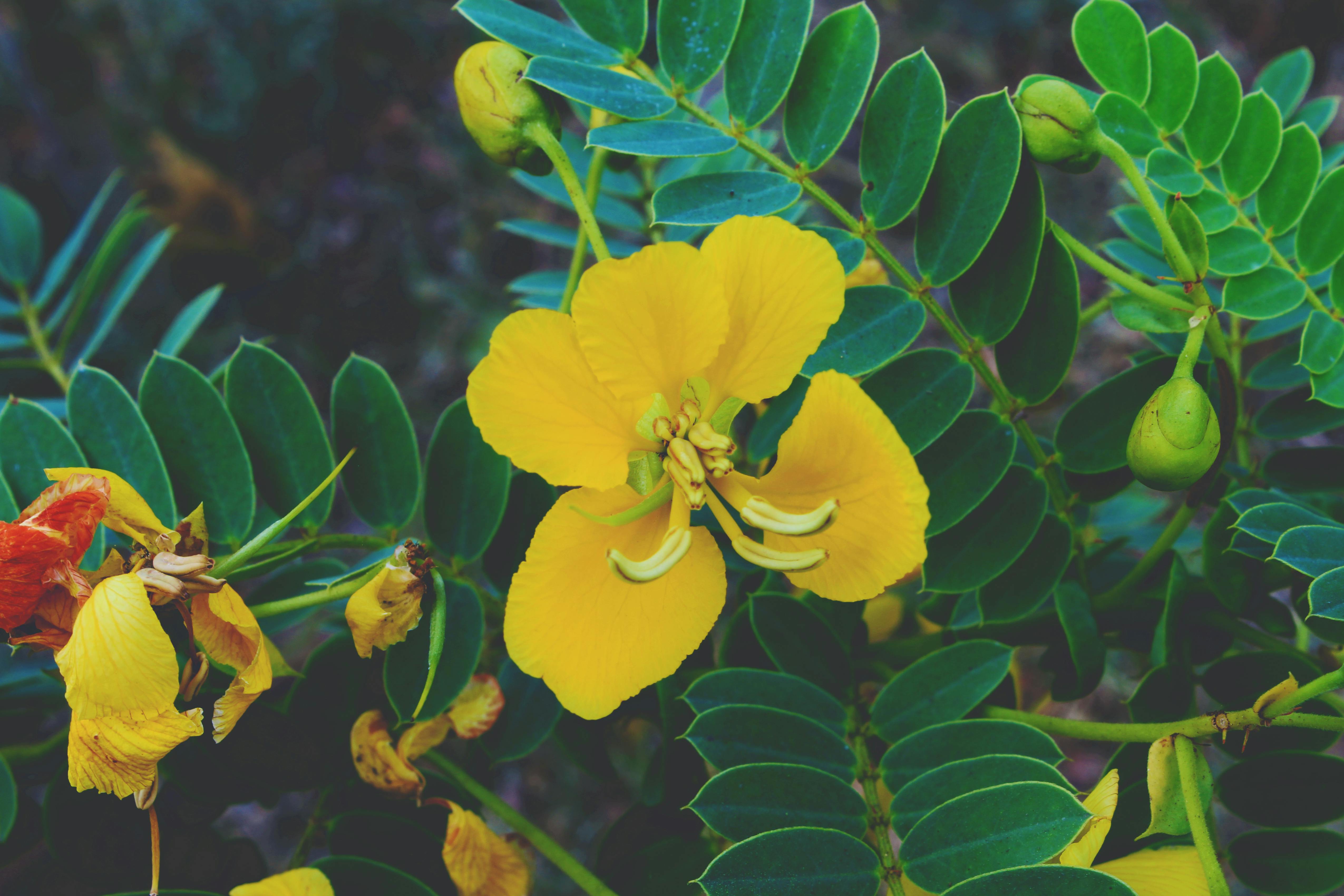 Free stock photo of dark, flowers, green