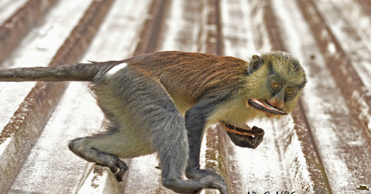 Free stock photo of baby monkey