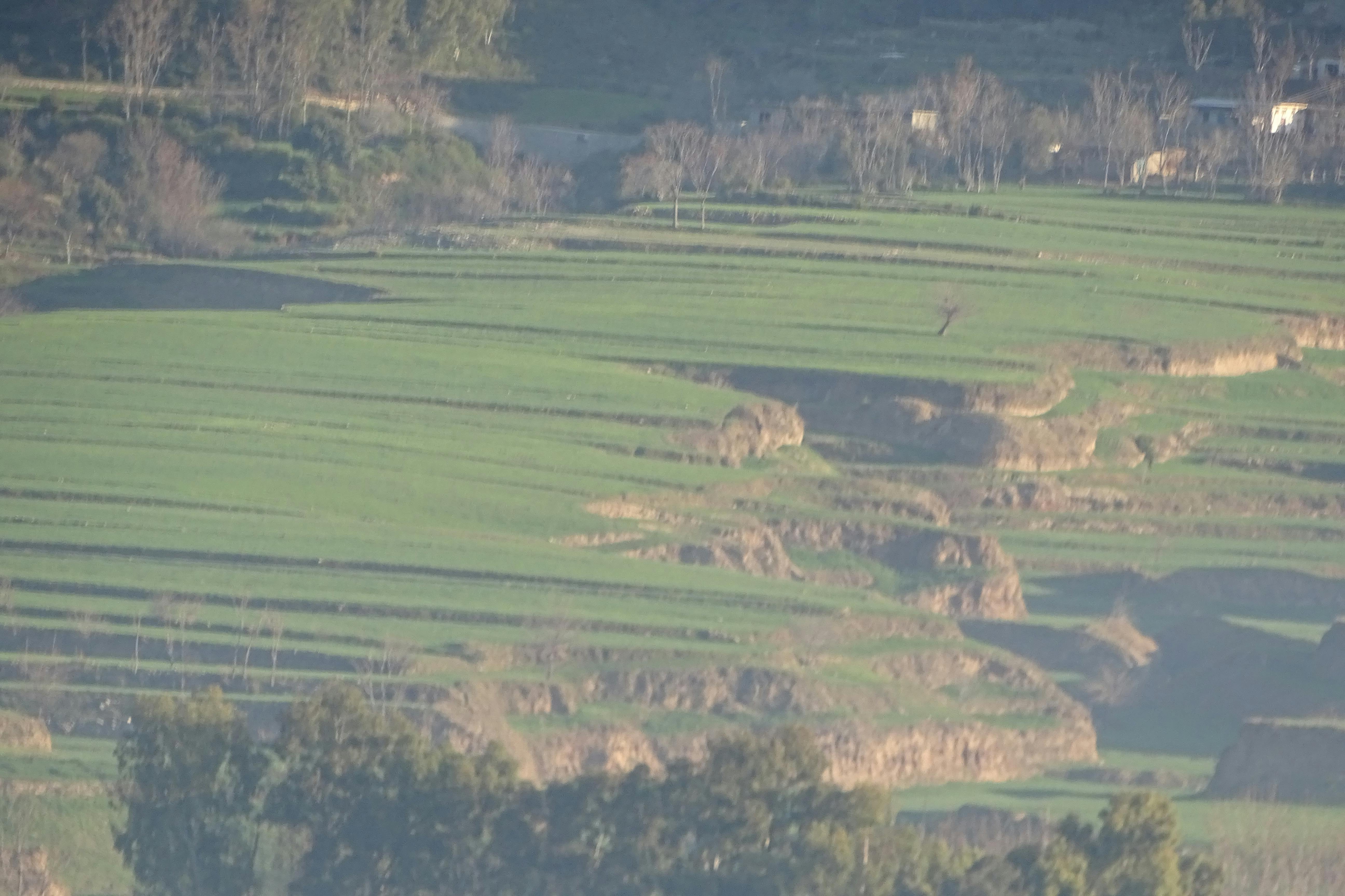 Kostenloses Foto zum Thema: felder, grÃ¼ne pflanzen, landschaft