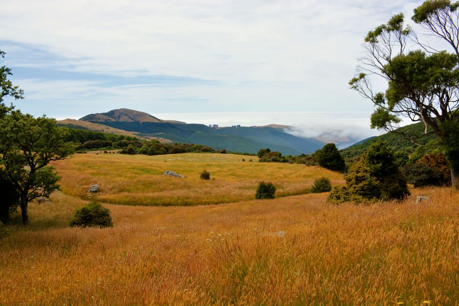 Explore the picturesque rural landscape of Wellington with golden meadows and scenic hills.