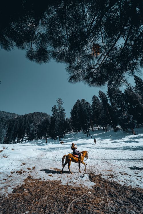 Free Horseback rider traverses a snowy forest under evergreen trees in winter. Stock Photo