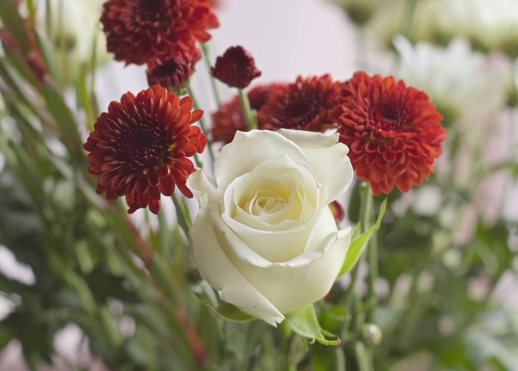 ฟรี คลังภาพถ่ายฟรี ของ กลีบดอก, กุหลาบขาว, ดอกไม้ คลังภาพถ่าย