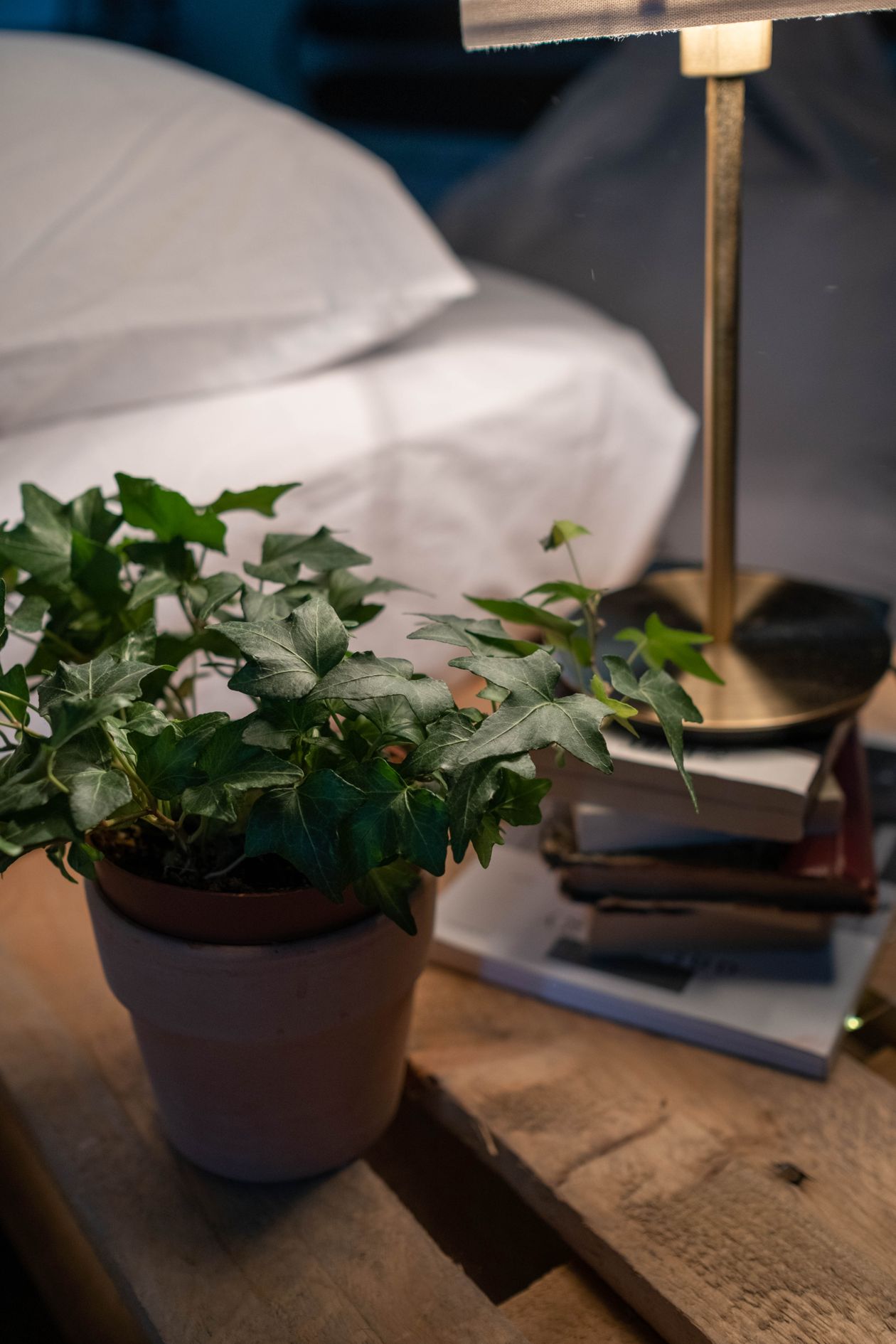 Green plant thriving in the low light of a tiny bedroom.