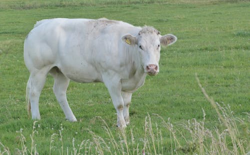 A White Cow on a Grassy Field