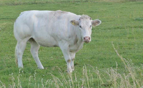 Fotos de stock gratuitas de animal de granja, animal domestico, bóvidos