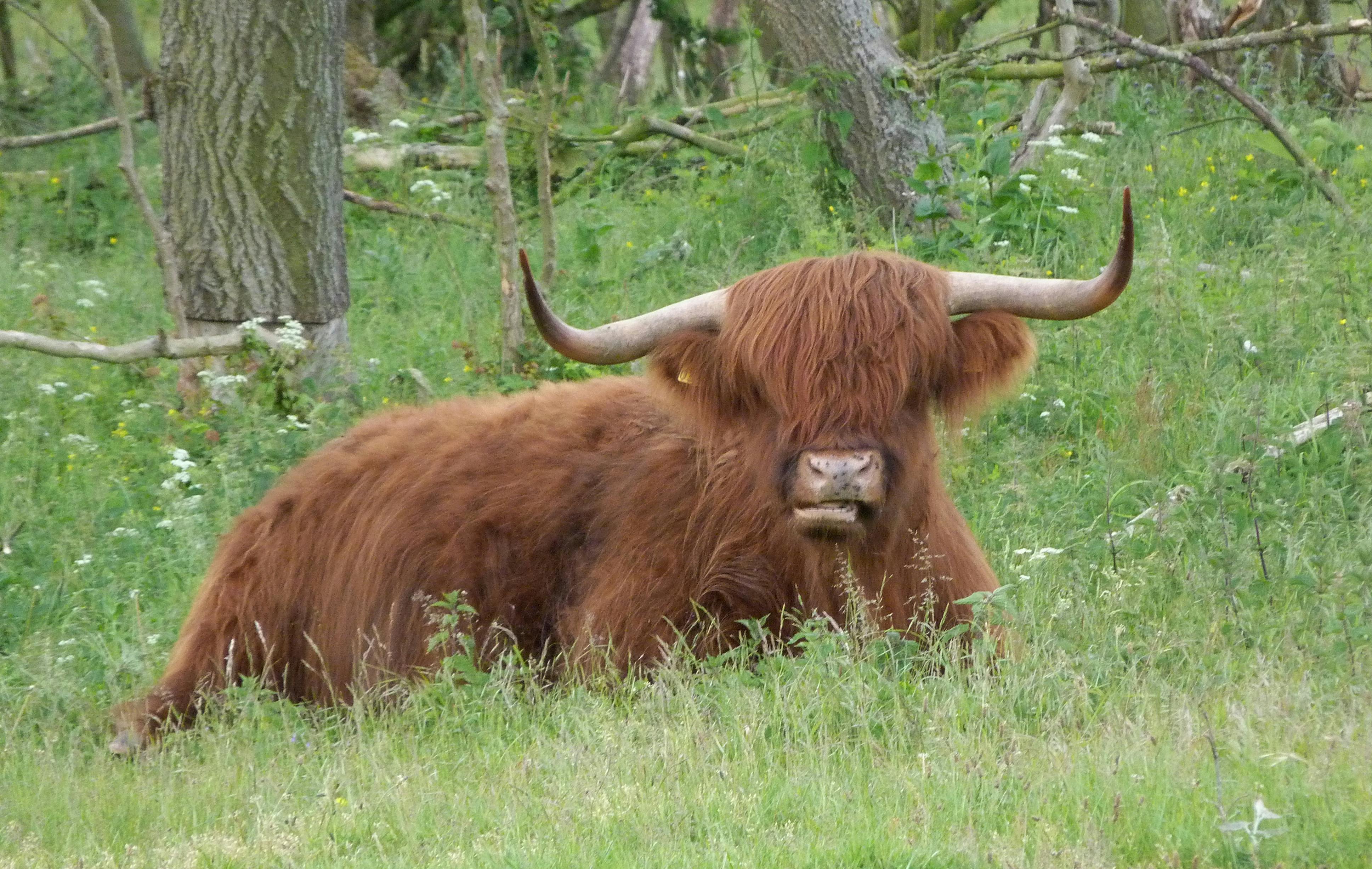 grátis Foto profissional grátis de agricultura, animais selvagens, animal Foto profissional