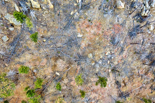 Drone Shot of a Destroyed Woodland 