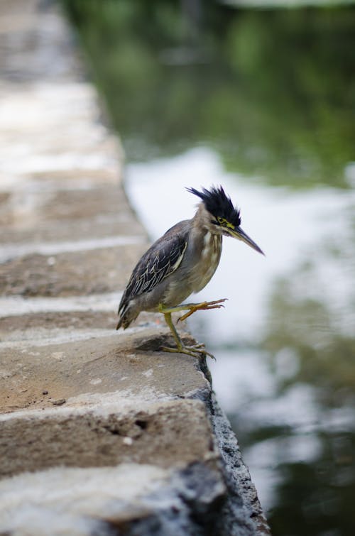 Close-Up Shot of a Striated Heron