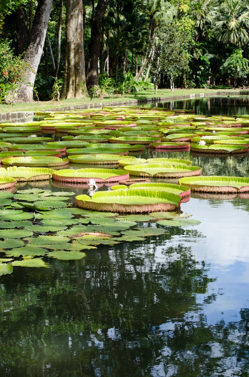 Lily Pads on the Pond