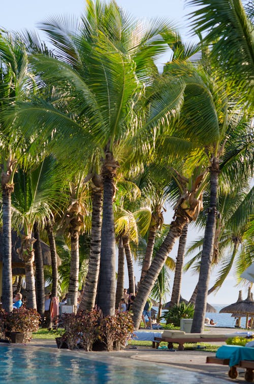 Kostenloses Stock Foto zu badeort, idyllisch, kokosnussbäume