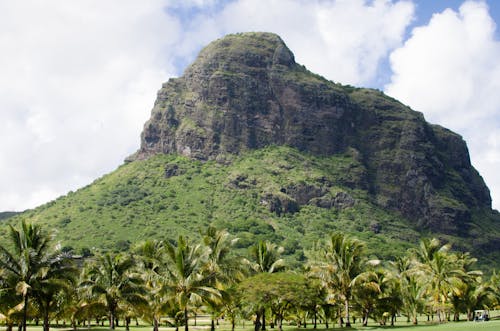 Безкоштовне стокове фото на тему «гора, кокосові пальми, краєвид»