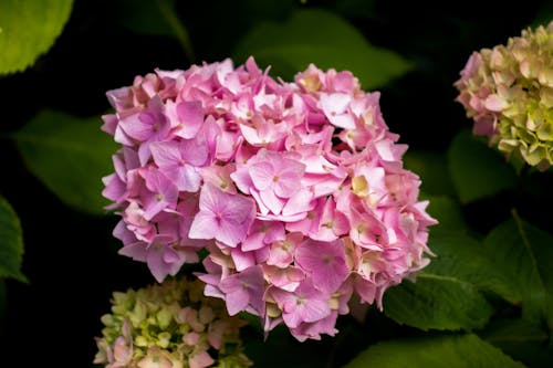 Pink Hydrangea Flowers in Close-Up Photography