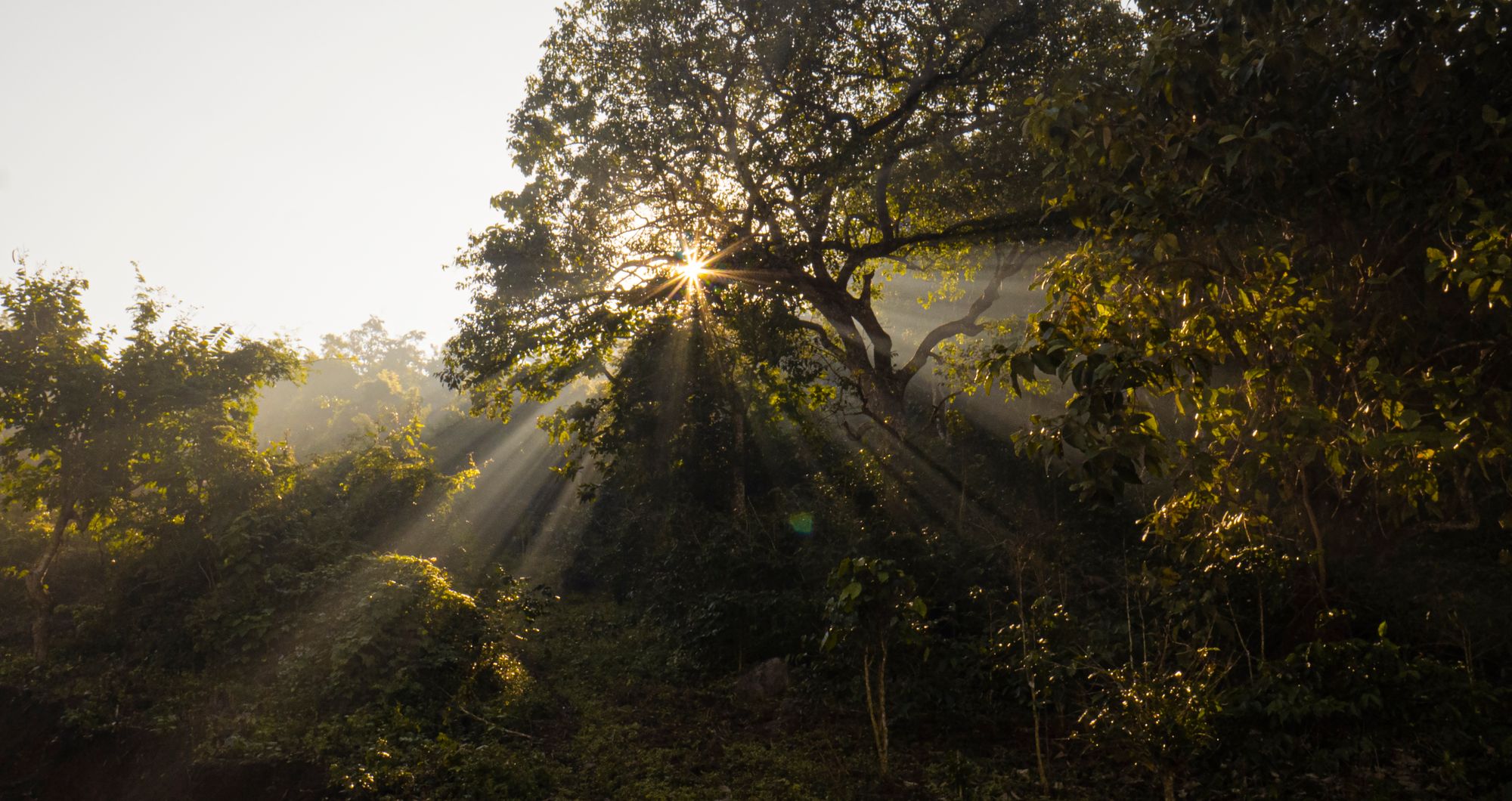 Waldlandschaft mit Sonnenstrahlen