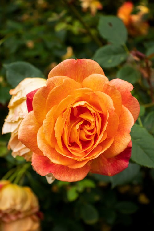 A Close-Up Shot of a Rose Flower