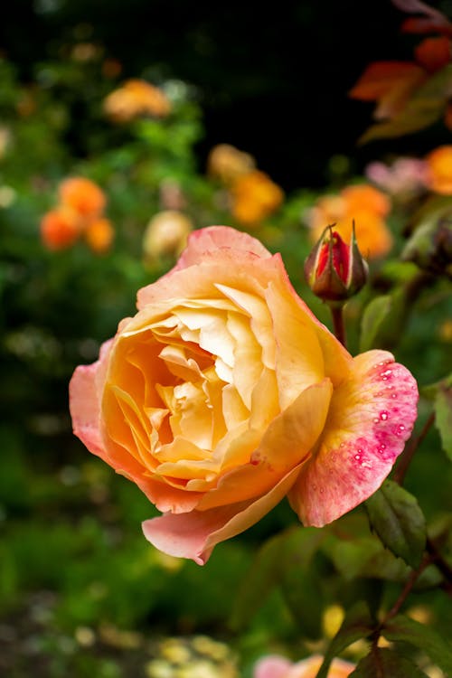 A Close-Up Shot of a Rose Flower