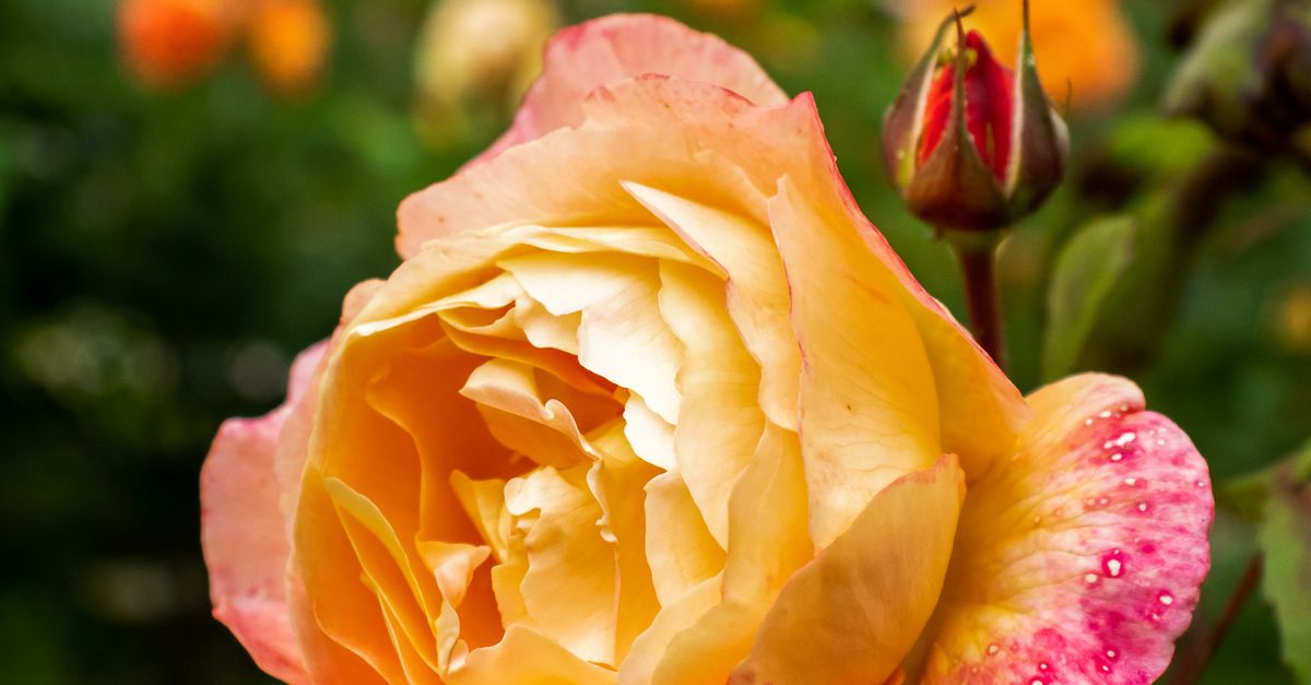 Fine Rose A Close-Up Shot of a Rose Flower · Free Stock Photo