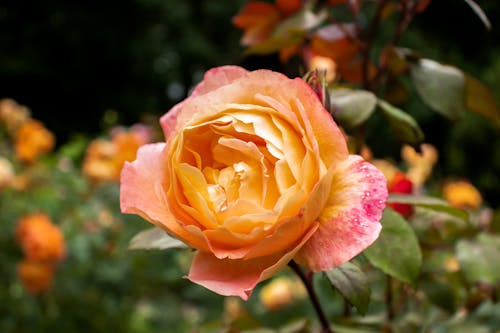 Selective Focus Photo of a Rose with Orange Petals