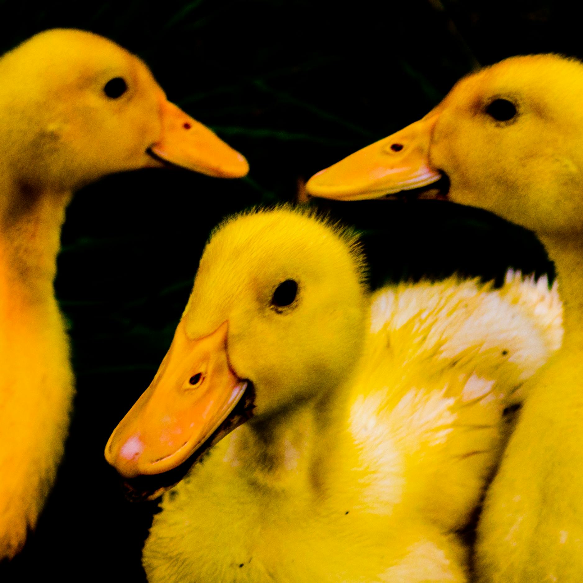 Download Free stock photo of cute ducks, duck, duckling