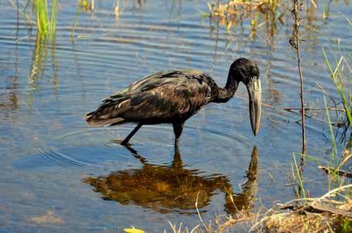 Free Close-up photo of an African openbill stork foraging in a pond, reflecting on water. Stock Photo